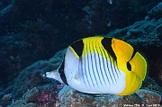 Chaetodon-falcula-Maldives Fish Head-24m-20240423-da-DSC_6142_tn